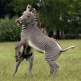 Close-up of Zebra
